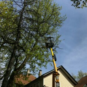 Tree Removal Services in Edgerton, WI 53534