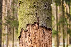 What Are the Risks of Not Removing Dead or Damaged Trees in Janesville