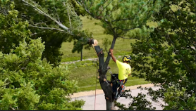 Tree Removal Service Completed on Memorial Drive, Janesville, WI 53545