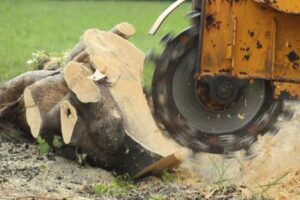 Stump Grinding for My Janesville Property