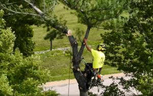 Professional Tree Removal Services Completed on Hawthorne Ave, Janesville, WI