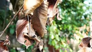 How to Treat a Sick Trees