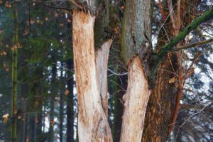 How to Treat a Sick Trees