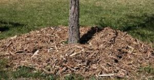 what to do with wood chips after tree removal