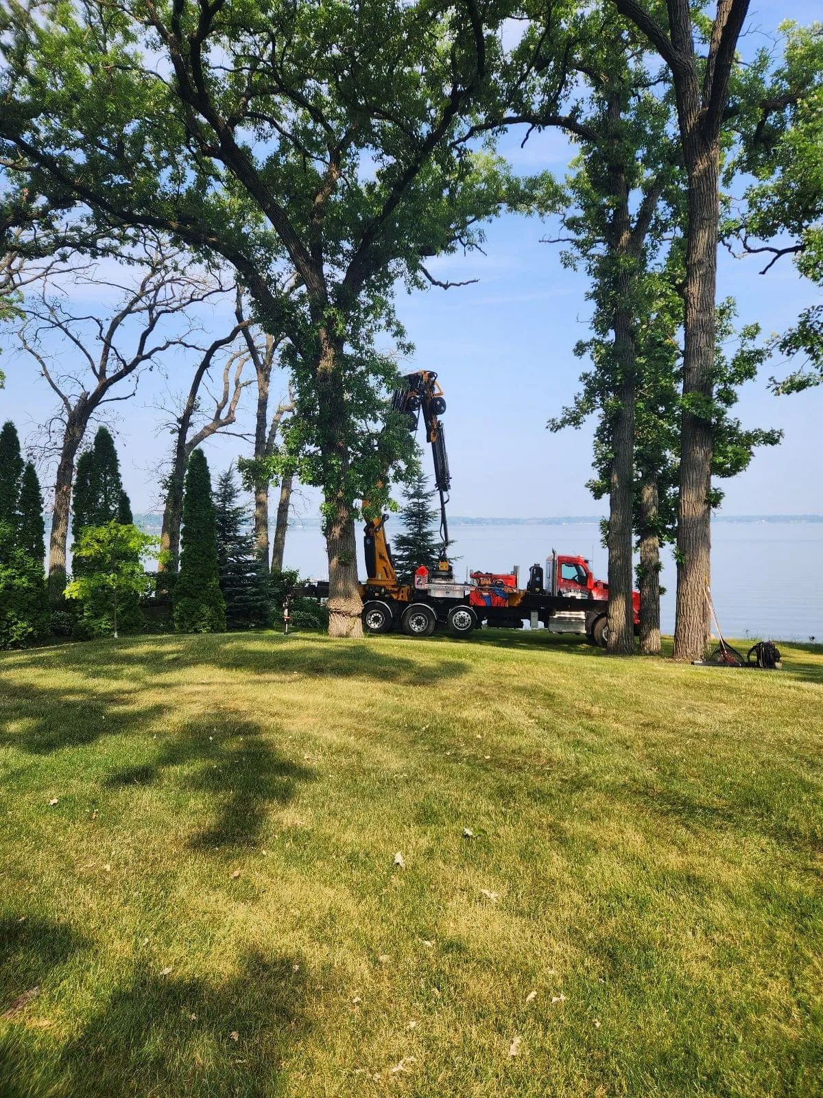 Tree removal after oak wilt