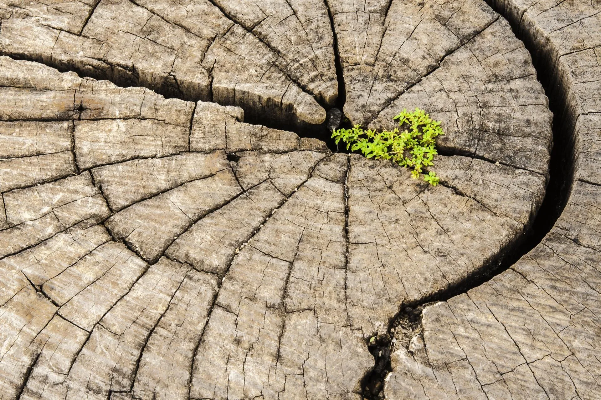 HOW TO TACKLE STUBBORN TREE STUMPS