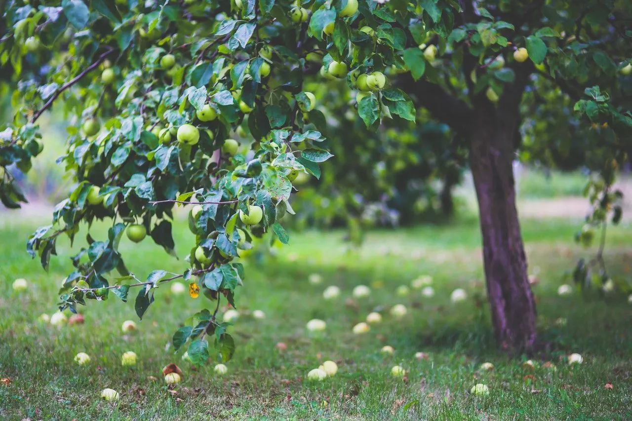 BENEFITS OF PLANTING TREES ON YOUR PROPERTY