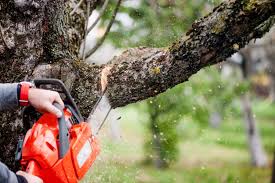 tree removal in harrison st janesville