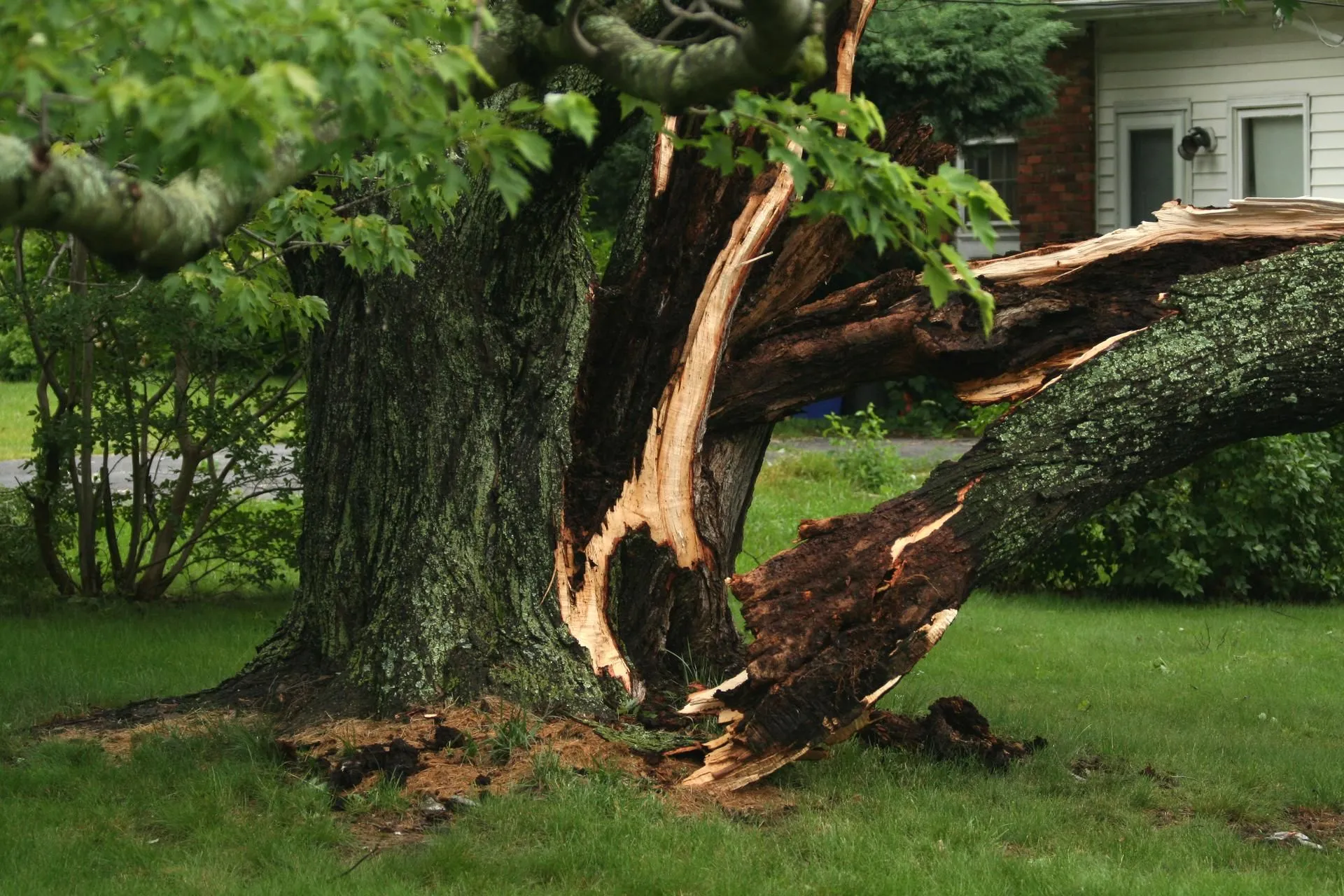 Importance of removing trees close to your home